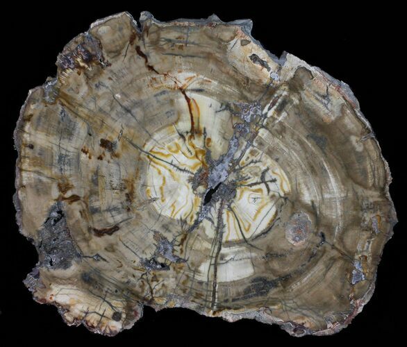 Triassic Petrified Wood Round - Madagascar #58819